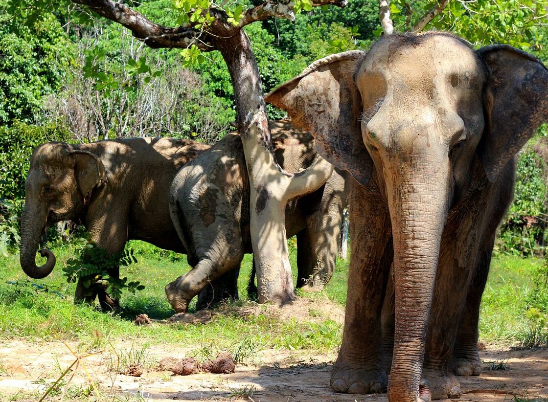 Elephant Sanctuary & Phuket Swing